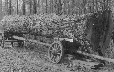 Out of woods and fields not many miles from Bryn Athyn, the white oaks were felled even while the church's foundations were being laid, in anticipation of the solid timber roof that years later would span the nave and chancel.