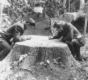 Edwin Asplundh and Raymond Pitcairn count the rings on the stump of the oldest oak felled for the roof. This tree was 347 years old on that day in 1916. Asplundh organized and supervised the building forces on the site until his departure for the war in 1917; Pitcairn's was the guiding spirit in the design and erection of the Cathedral for nearly twenty years of an already active business and civic career.